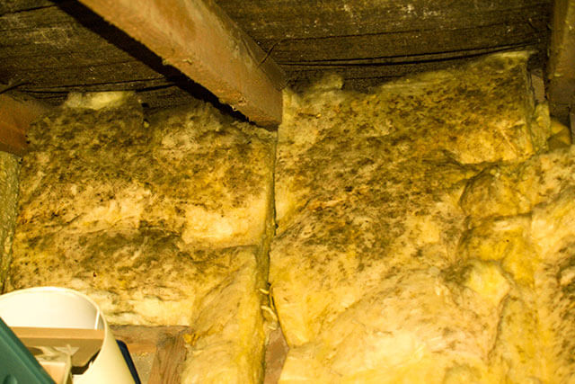 Mould & Moisture In Your Attic